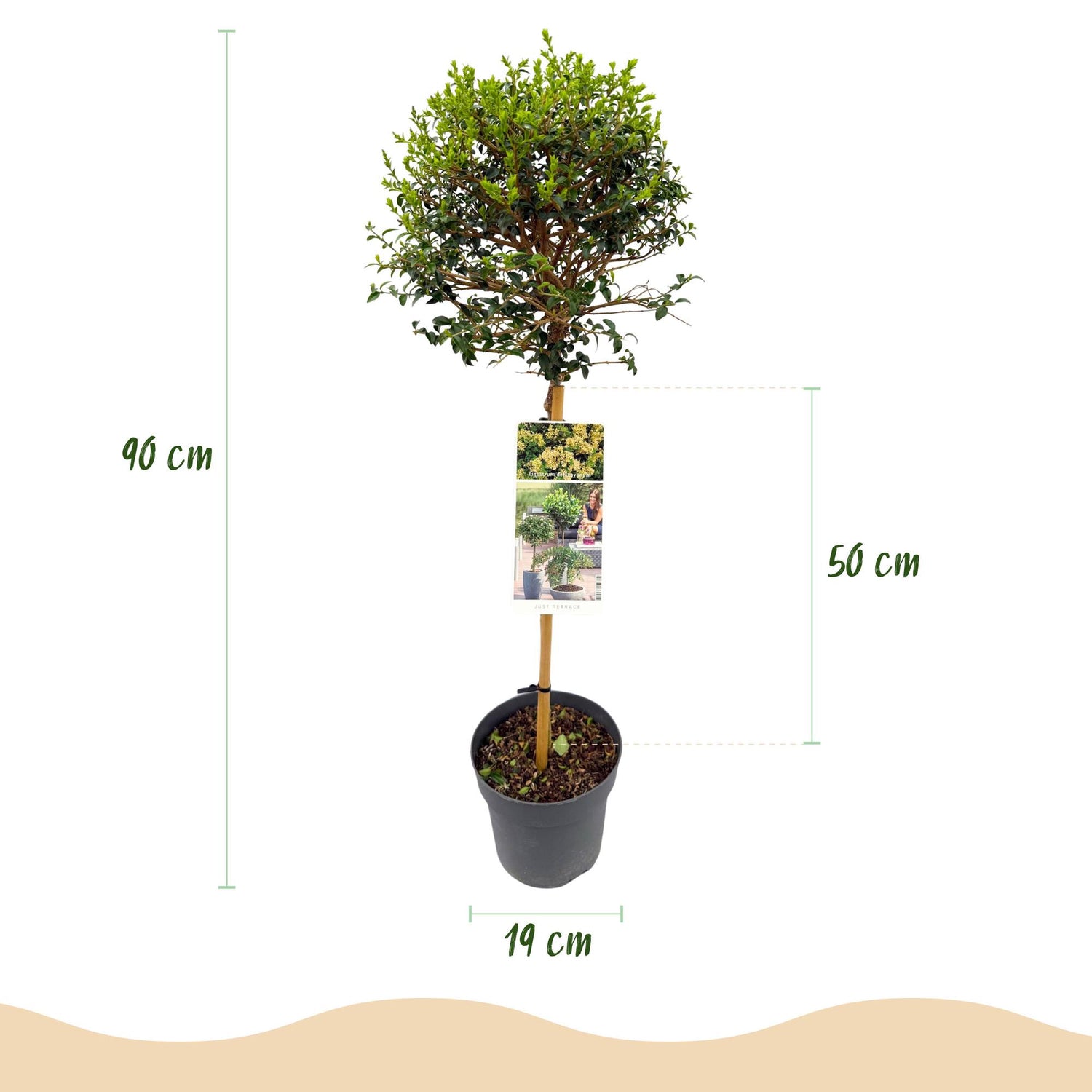 Ligustrum delavayanum - Terrassenpflanze - Immergrün - Winterhart - Grüne Blätter - Topf 19cm Höhe 90cm