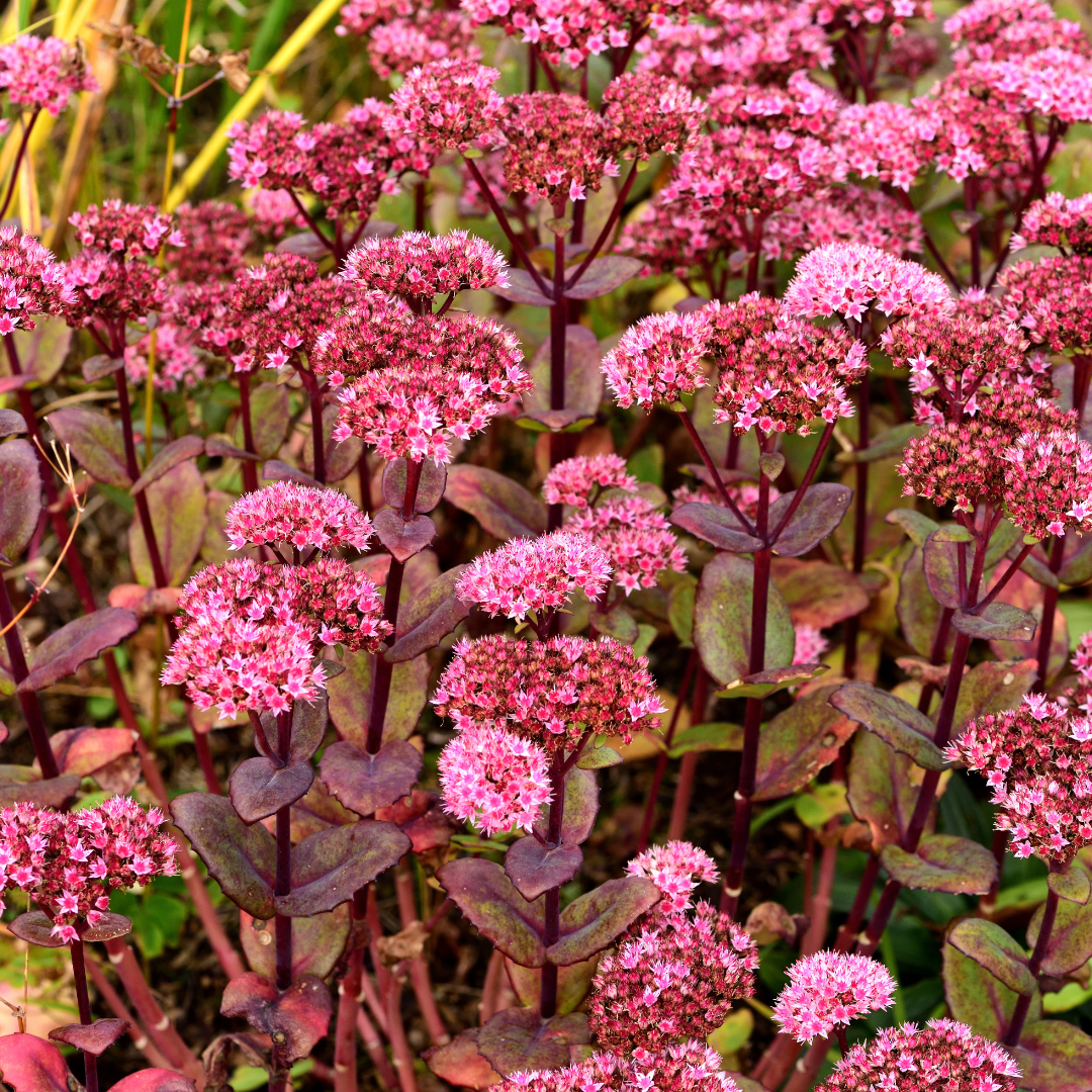 6x Sedum &