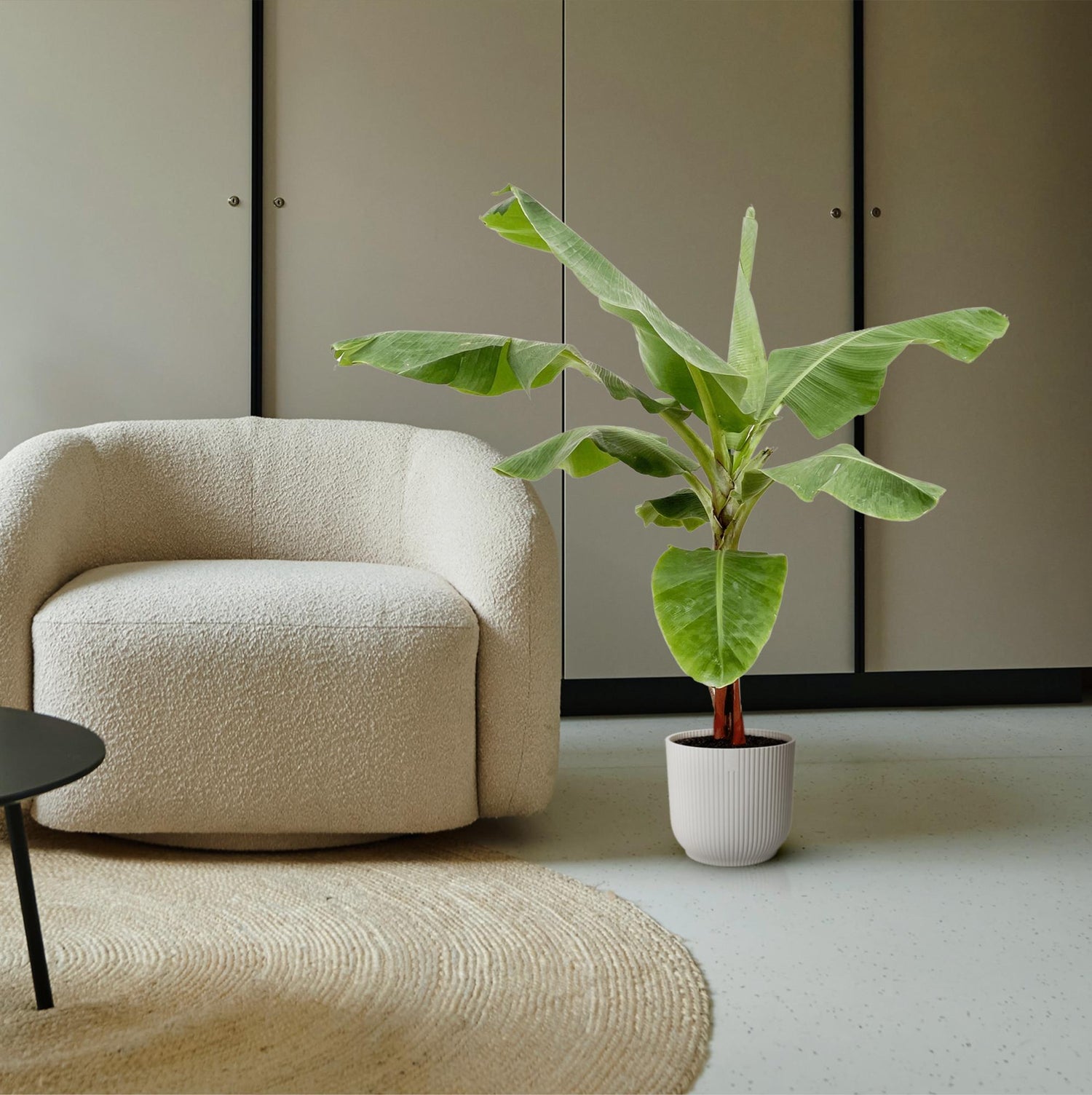 Musa Bananenpflanze  – Exotisches Urlaubsfeeling für Zuhause
