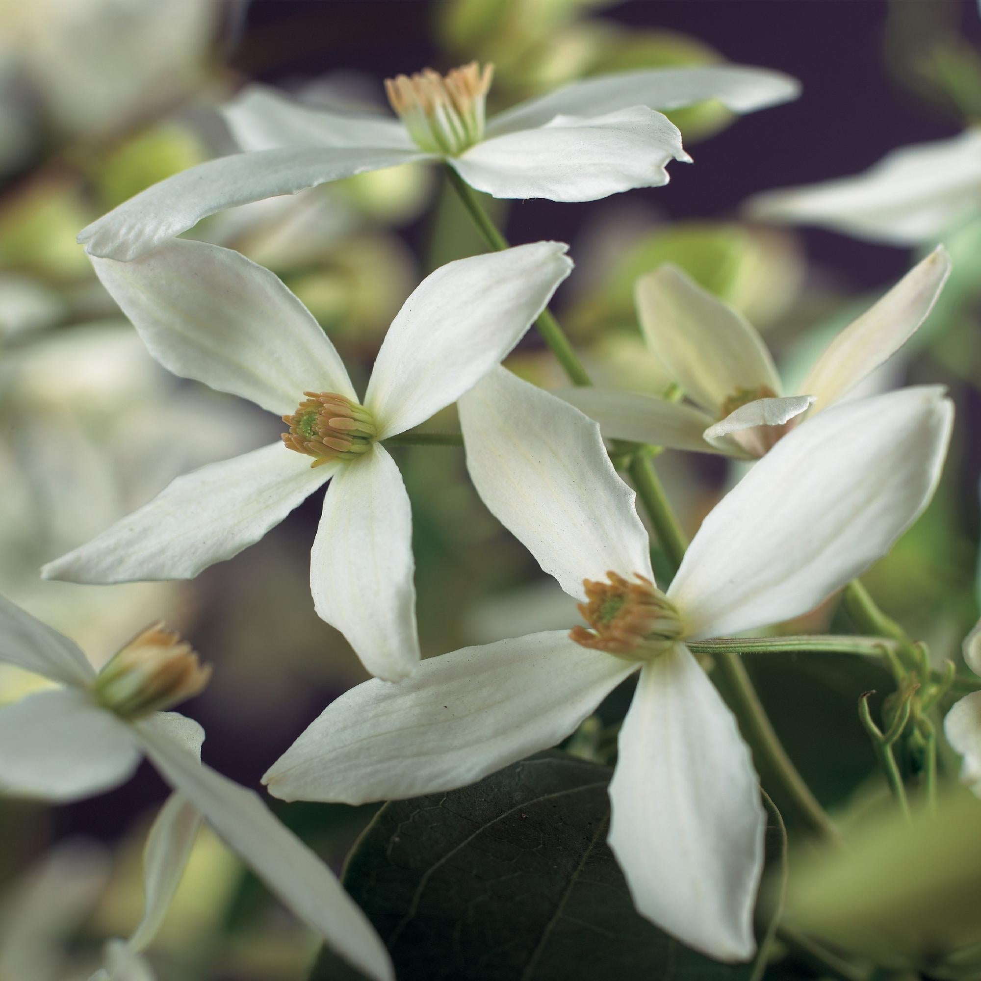 Kletterpflanze - Clematis armandii - Blüte Weiß - Immergrün - Wenig Pflege - 1 Pflanze Topf 11cm Höhe 40cm