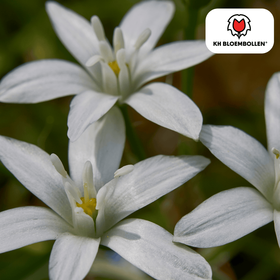 Vogelmilch (Ornithogalum) – 30 Stück | Sternenweiße Frühblüher