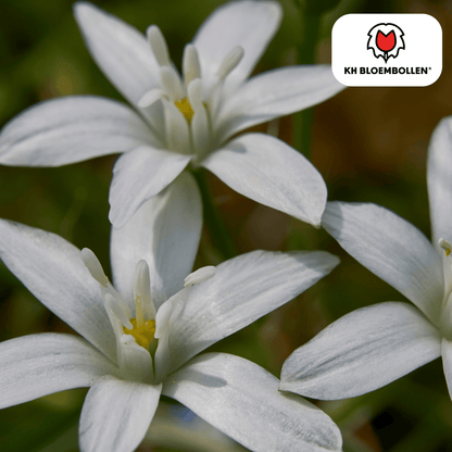 Vogelmilch (Ornithogalum) – 30 Stück | Sternenweiße Frühblüher