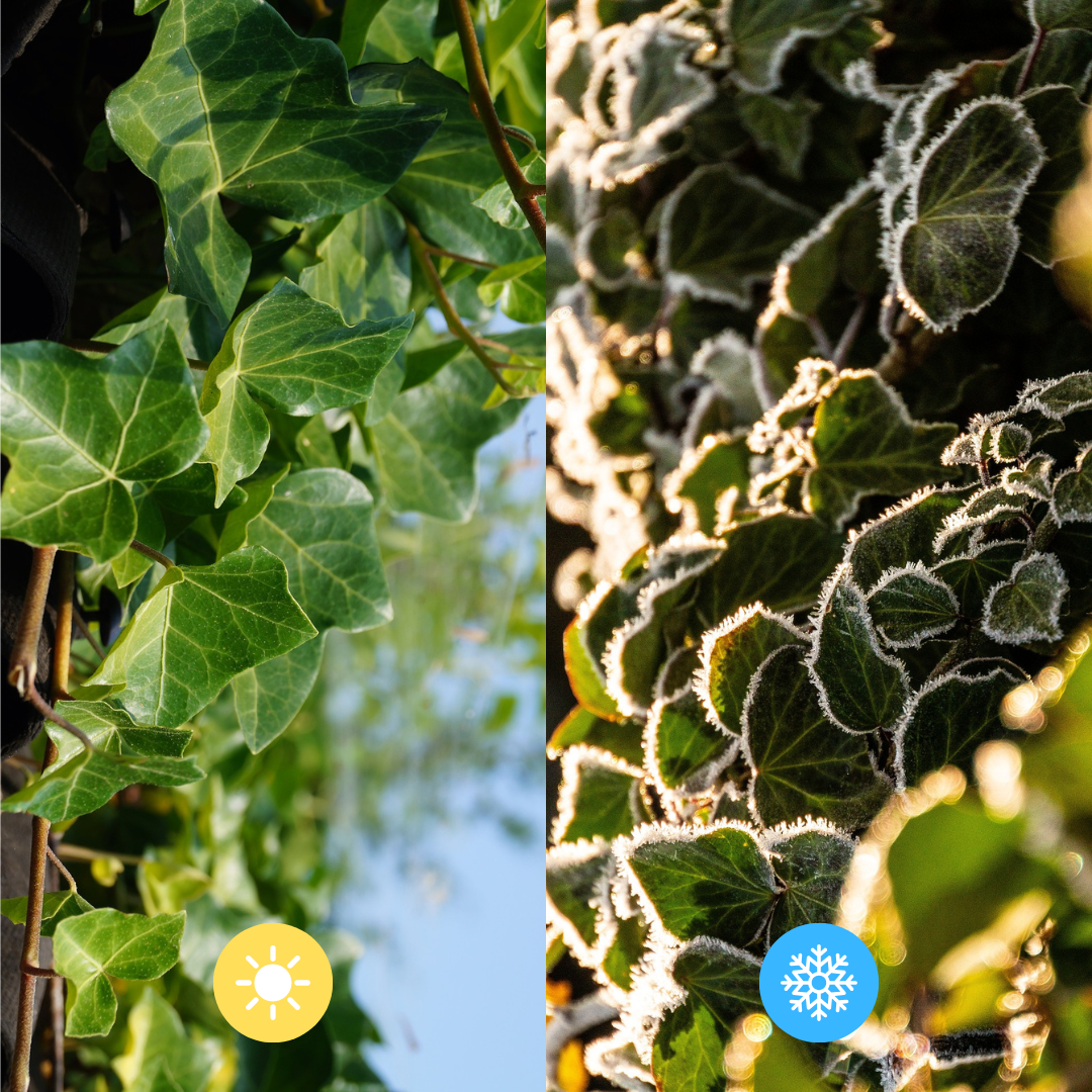 Hedera Hibernica - Efeu - gestäbt - ↨80 - 100 cm