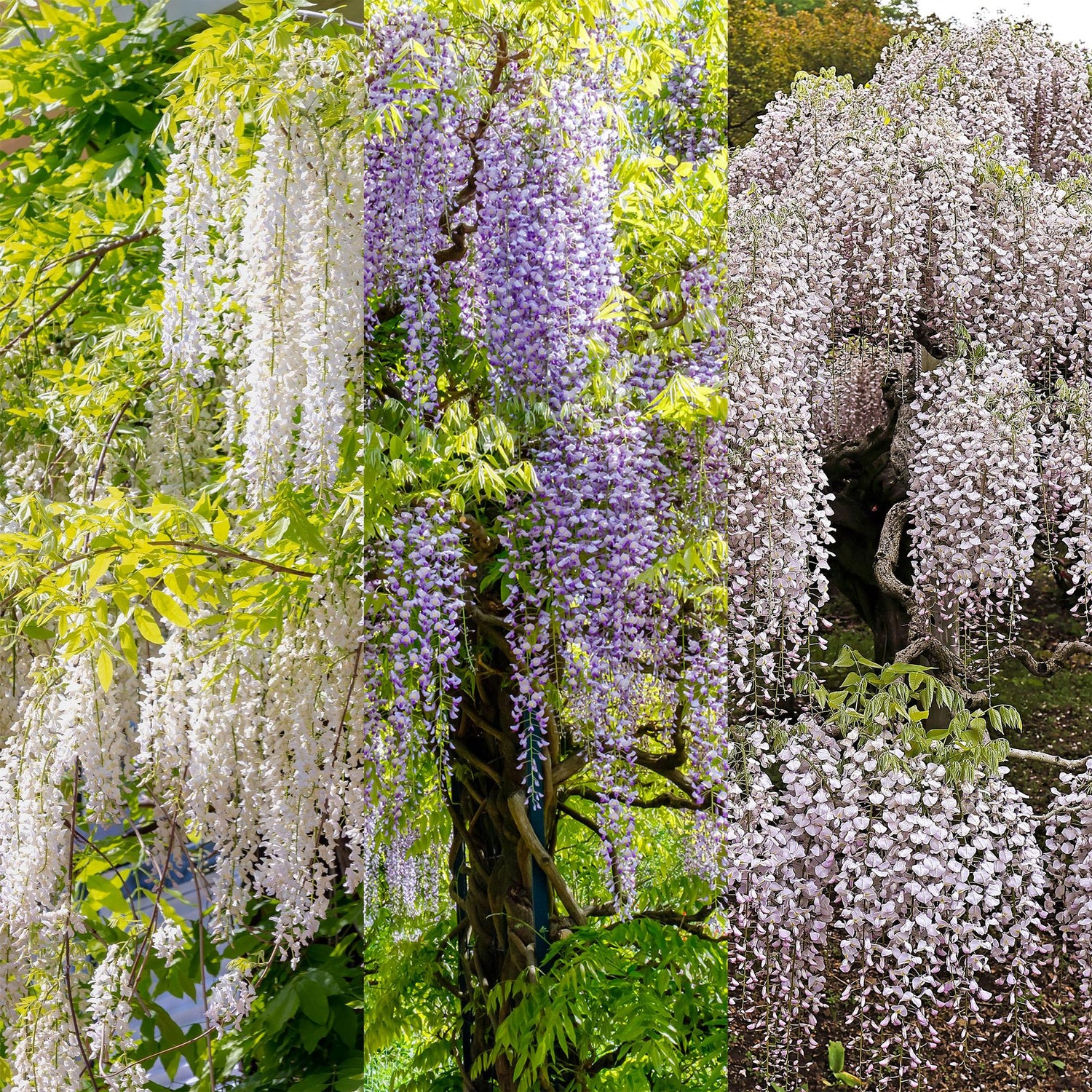 Blauregen Wisteria floribunda Tricolour | 3 Pflanzen Blau, Rosa &amp; Weiß – Kletterpflanze