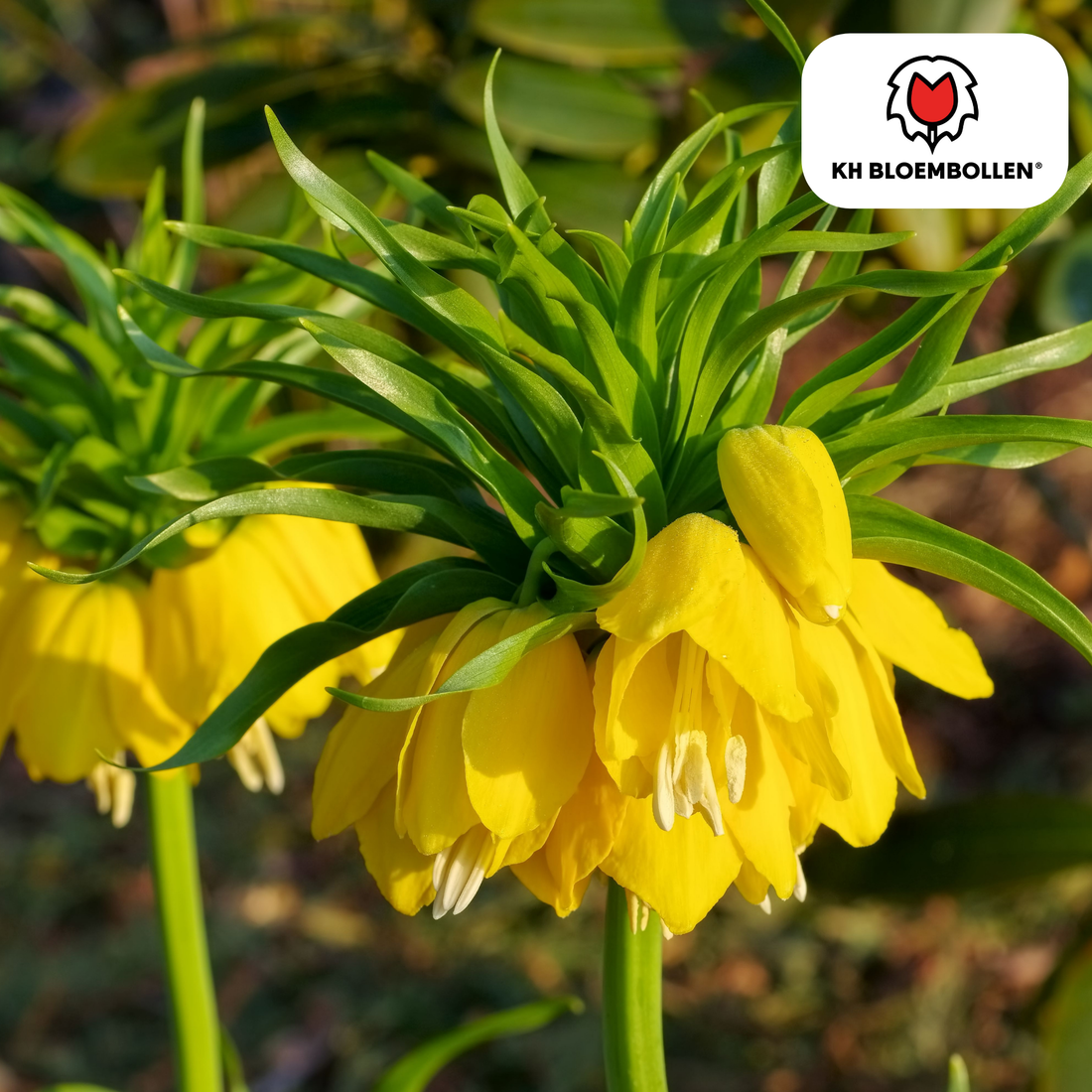 Fritillaria Lutea – 5 Stück | Gelbe Kaiserkrone für deinen Garten
