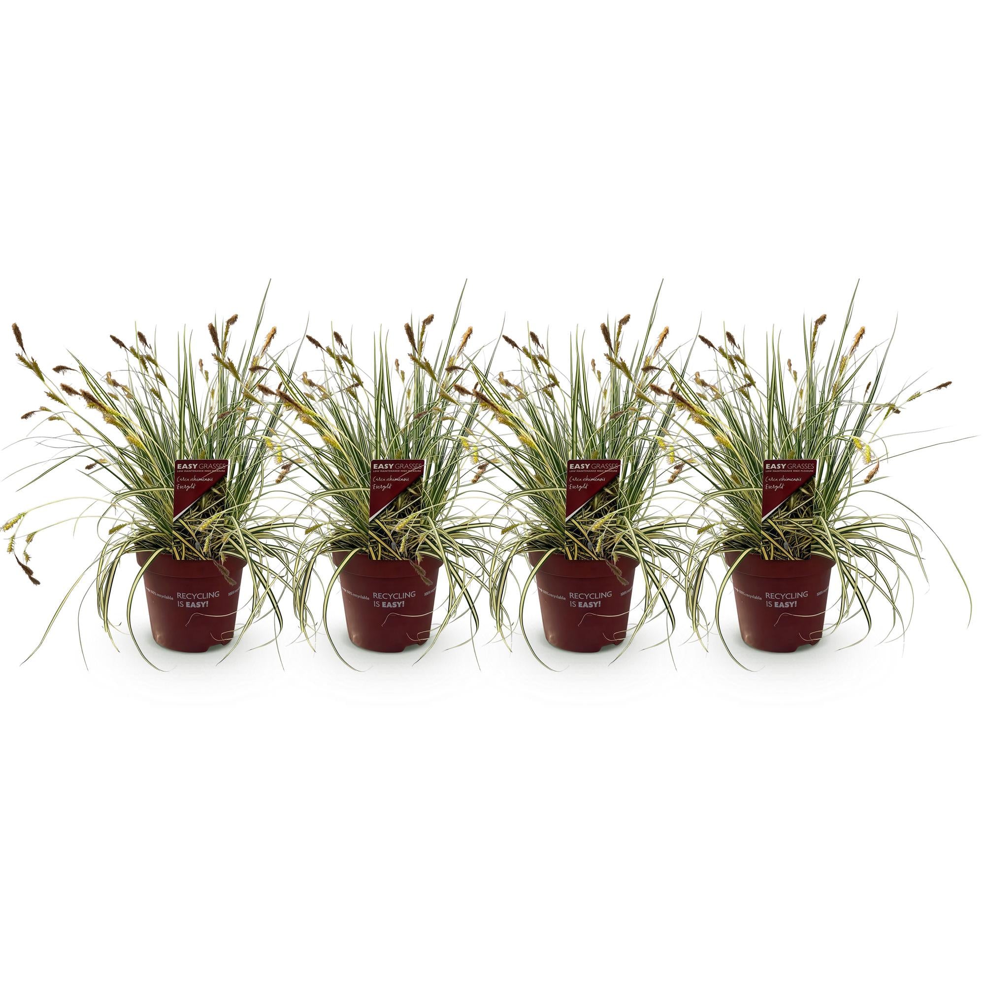 Gelbgrüne Gartensegge Evergold - Gelb &amp; Grün - 4 Pflanzen - Immergrün - Wenig Pflege - Topf 17cm Höhe 50cm