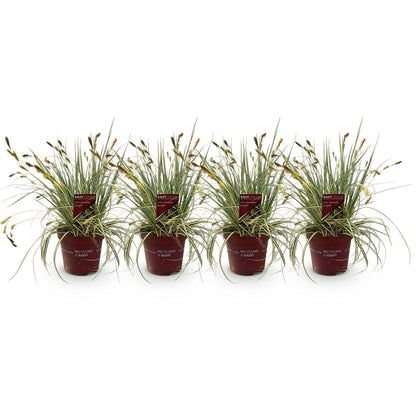 Gelbgrüne Gartensegge Evergold - Gelb &amp; Grün - 4 Pflanzen - Immergrün - Wenig Pflege - Topf 17cm Höhe 50cm