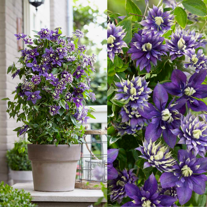 Waldrebe – Clematis &