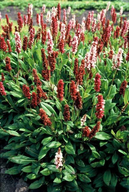 Persicaria aff. &