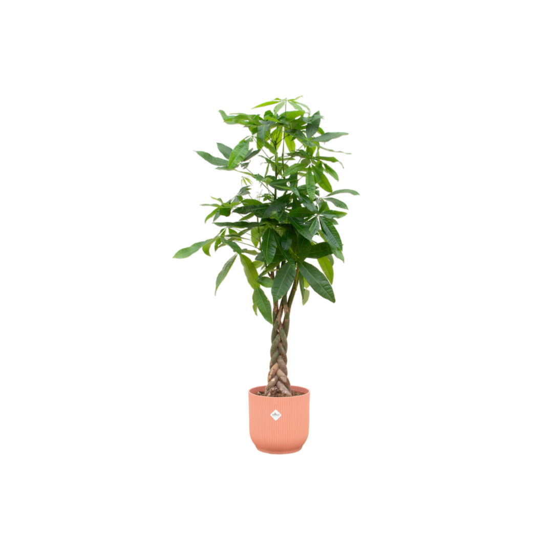 Pachira aquatica 140 cm | Glückskastanie im Ø30 cm Topf mit verschiedenen Übertöpfen