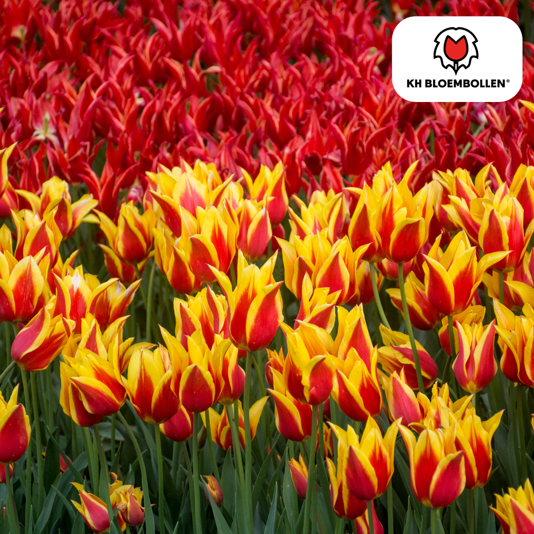 Tulpenzwiebeln Fire Wings – 20er-Pack | Papageien-Tulpe