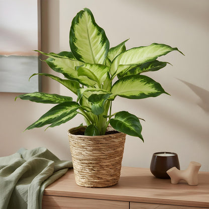 Diefenbachia Camilla - Dieffenbachia mit Korb - Höhe 45-50cm
