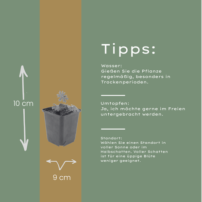 6x Geranium sanguineum - ↕10-25cm - Ø9cm