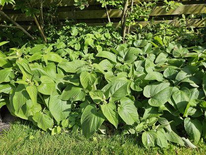 Phlomis russeliana – 24 Pflanzen Ø 9 cm ↕ 10–25 cm – Goldschopf-Brandkraut | Winterharte Staude für Sonne &amp; Halbschatten