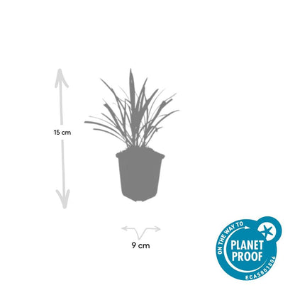 24x Liriope muscari &