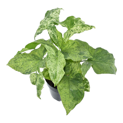 Syngonium ‘Mottled’ 25 cm | Seltene Variegata im Ø12 cm Topf – Tropische Zimmerpflanze