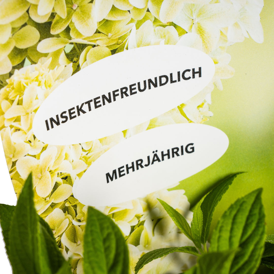 Rispenhortensie&quot; Magical Candle&quot;  Ø19cm - ↕30 - 40cm