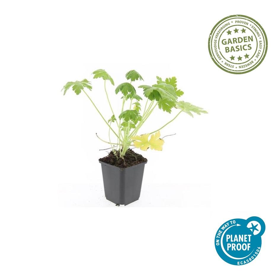 24x Geranium macr. &
