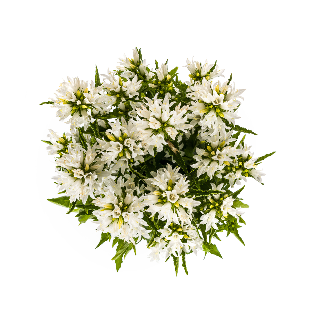 Knäuel-Glockenblume &quot;Genti&quot; Ø19cm - ↕30 - 40cm