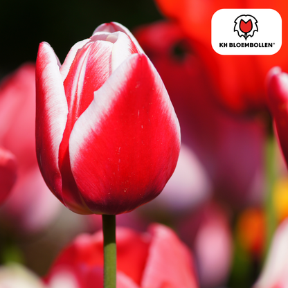 Candy Apple Delight Tulpen – 20 Zwiebeln | Rot-Weiße Frühlingspracht