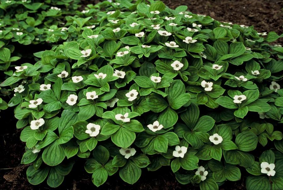 24x Cornus canadensis – Kanadischer Hartriegel-Bodendecker für Natur- &amp; Schattengärten – Höhe 10–25 cm – Ø 9 cm