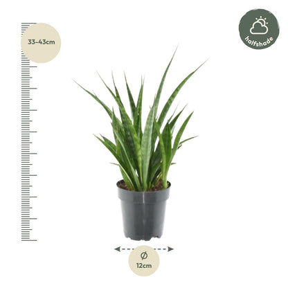 3× Sansevieria kirkii – Pflegeleichte Mini‑Bogenhanf‑Pflanzen