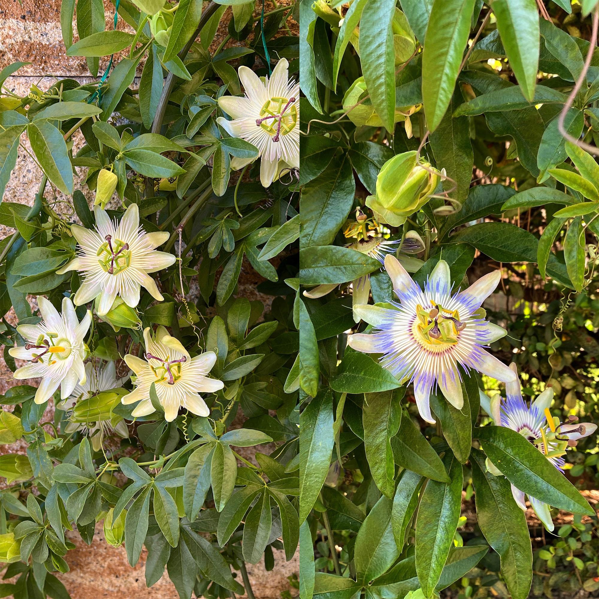 Passionsblume Passiflora Tricolour | Rosa-Weiß-Lila Blüten – 3 Pflanzen 40 cm Ø11 cm Topf