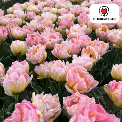 Tulpenzwiebeln Passwort – 20 Stück | Tiefrot &amp; edel