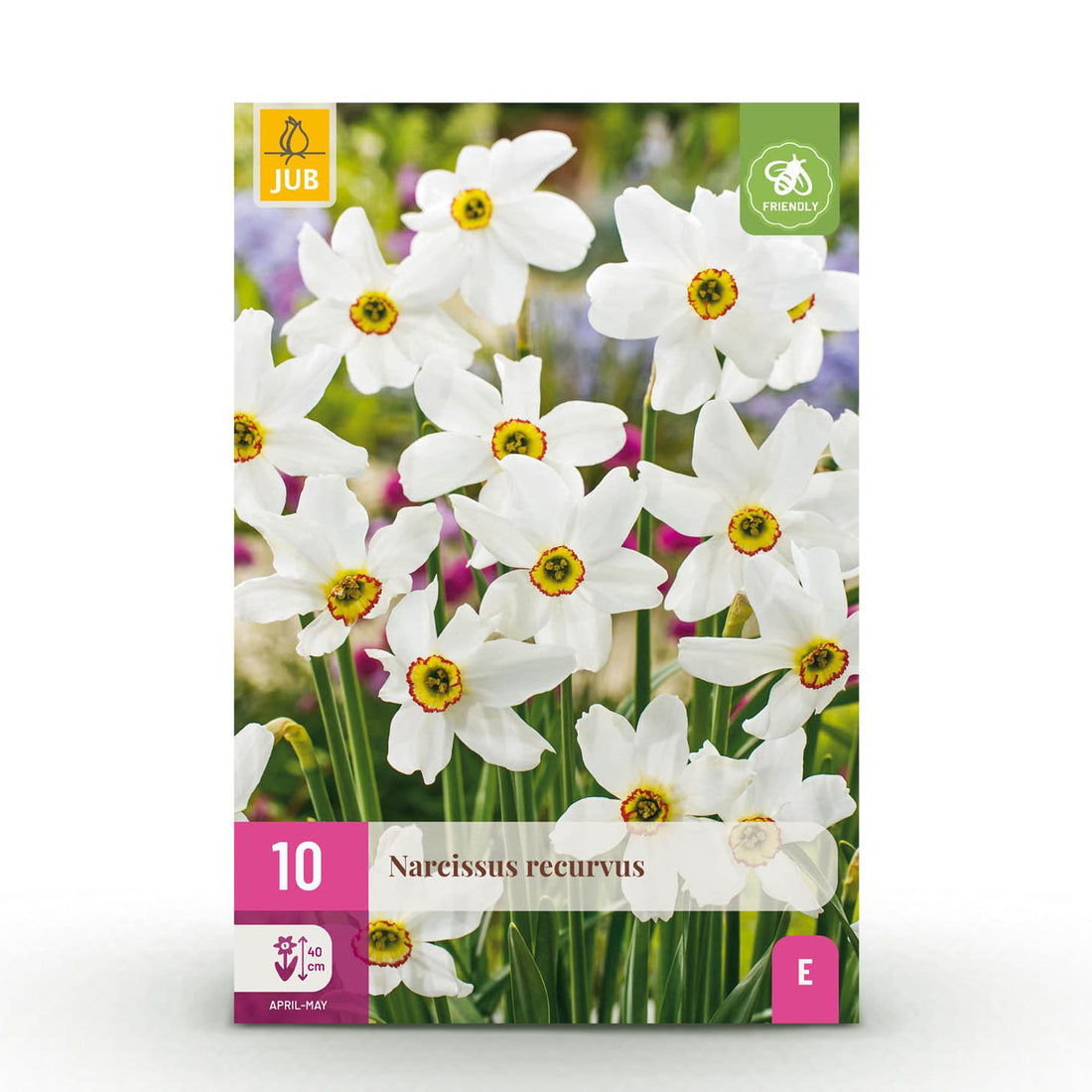 Blumenzwiebeln Narzisse Recurvus | 10 Stück Weiß – Zwiebelgröße 12/14 – XXL Pack