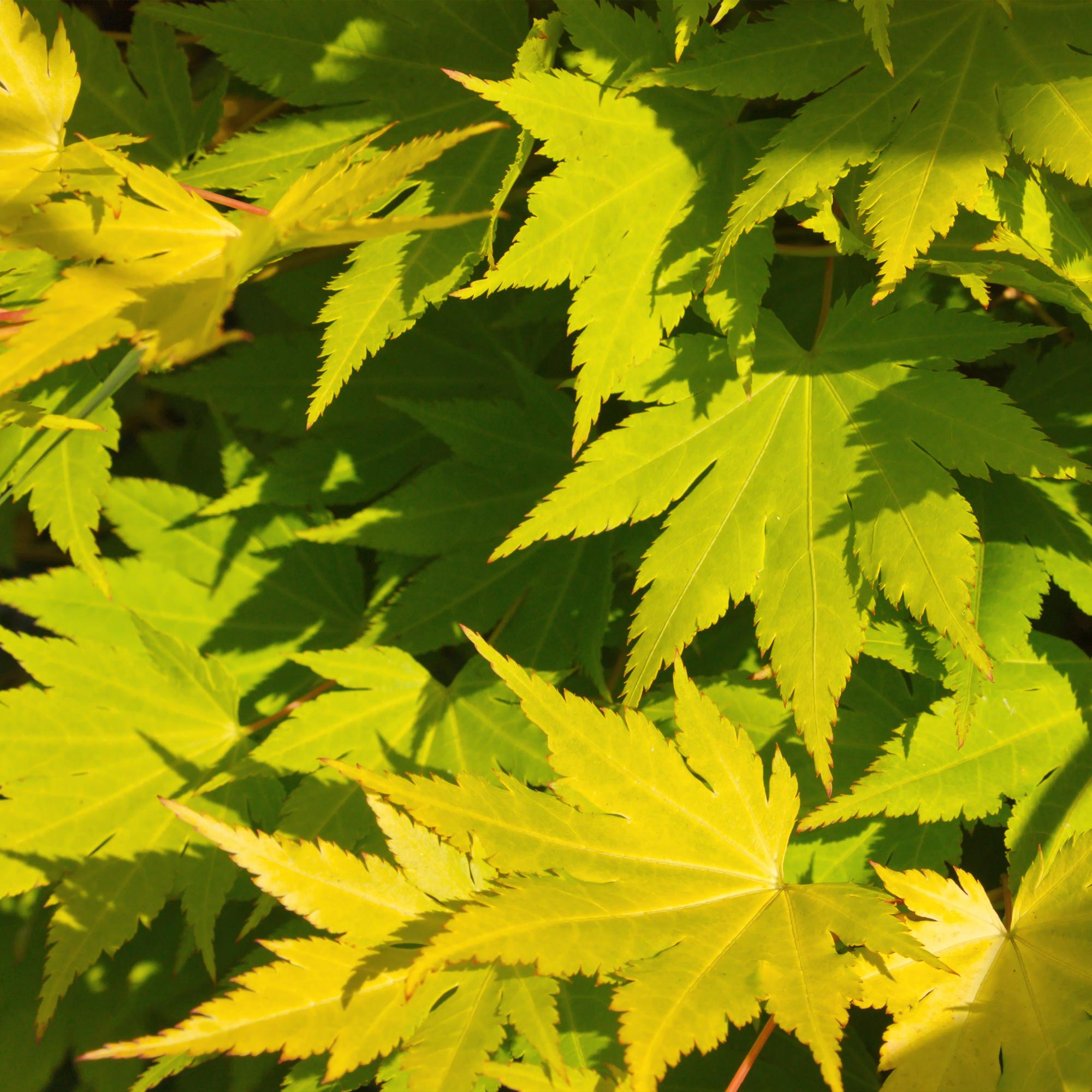 Japanischer Ahorn - Acer palmatum Jordan - Gelb - 2 Pflanzen - Laubabwerfend - Topf 19cm Höhe 70cm