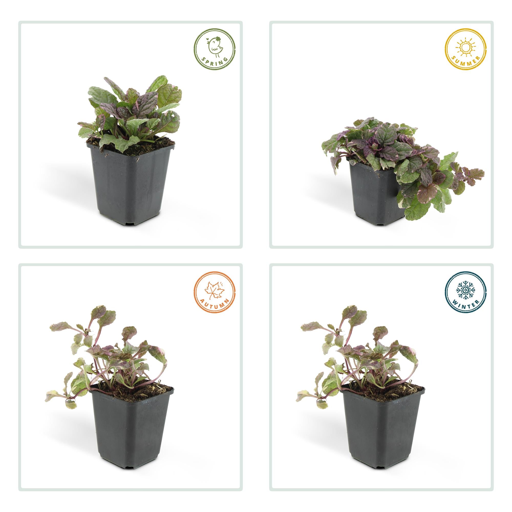 24x Ajuga reptans ‘Burgundy Glow’ – Kriechender Günsel mit buntem Laub – Höhe 10–25 cm – Ø 9 cm