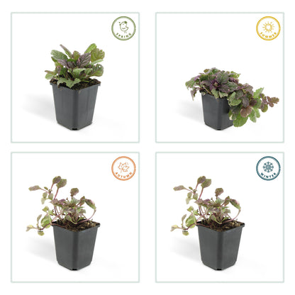 24x Ajuga reptans ‘Burgundy Glow’ – Kriechender Günsel mit buntem Laub – Höhe 10–25 cm – Ø 9 cm