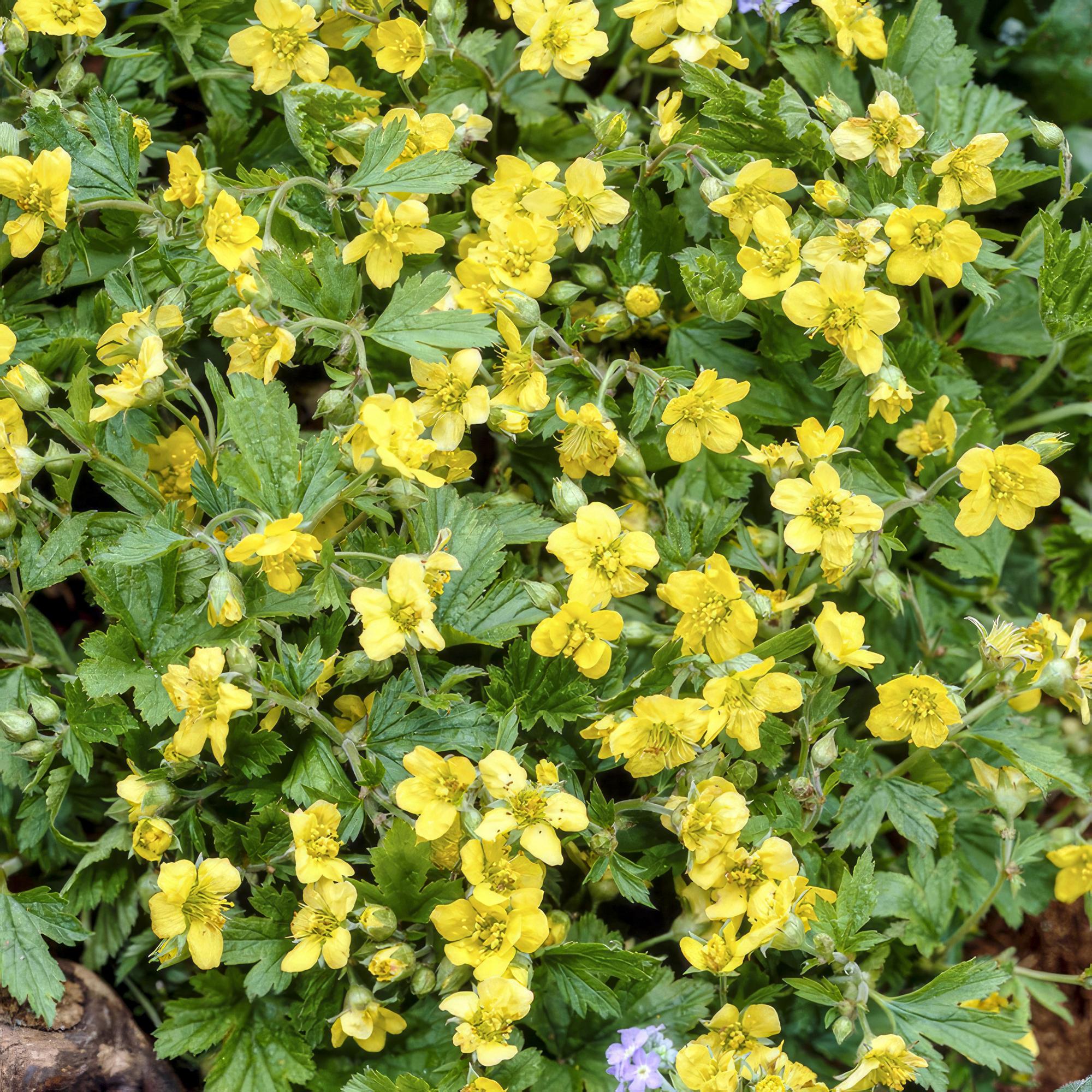 24x Waldsteinia ternata – Immergrüner Bodendecker für Beete &amp; Gehölzränder – Höhe 10–25 cm – Ø 9 cm