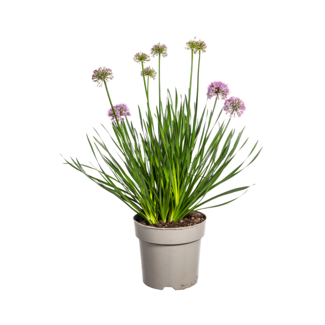 Allium ‘Millenium’ – Zierlauch im Ø19 cm Topf | Bienenfreundlich &amp; pflegeleicht