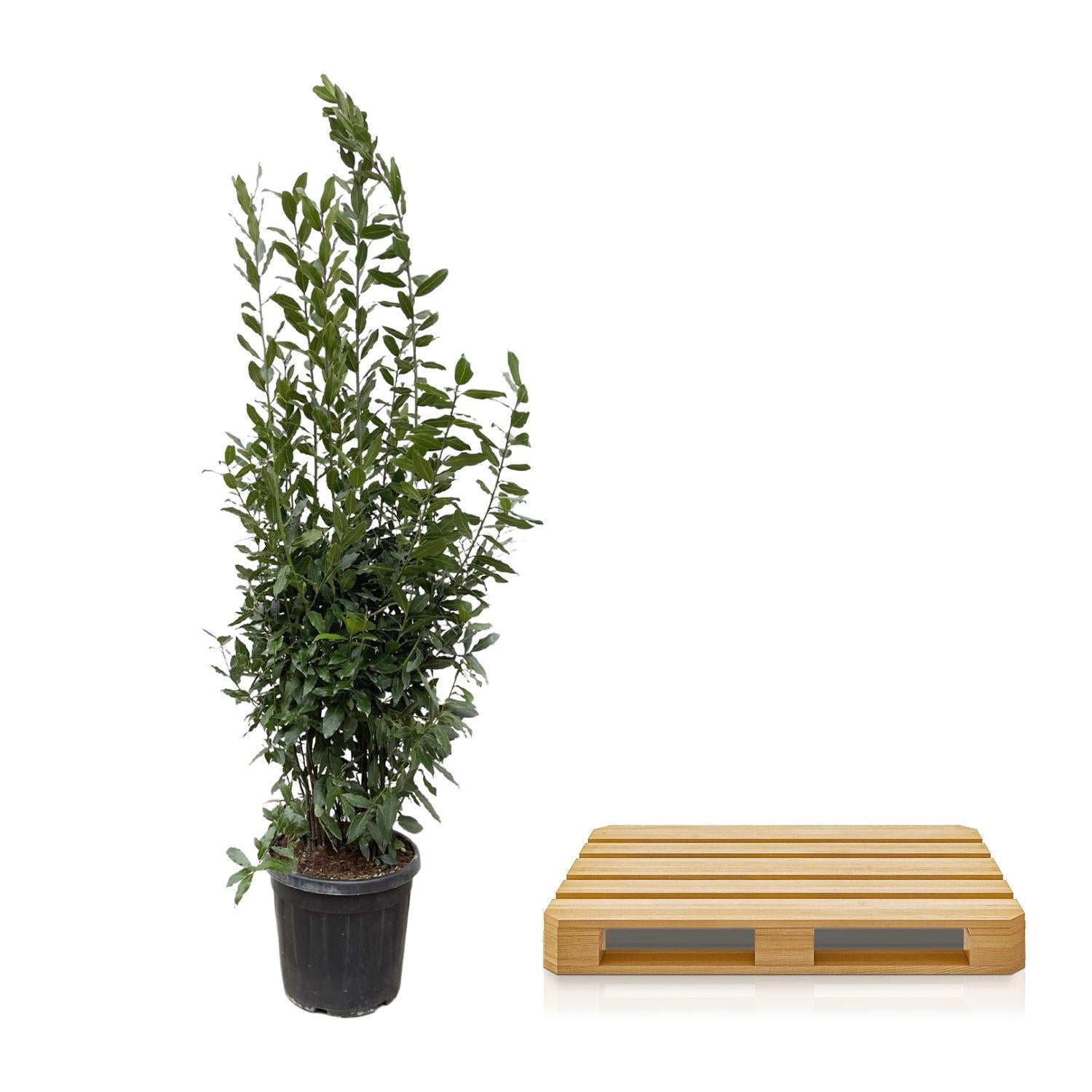 Laurus Nobilis Lorbeer - 210 cm - ø50