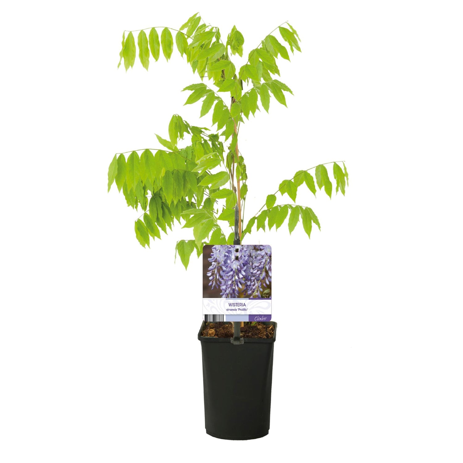 Blauregen Wisteria floribunda &