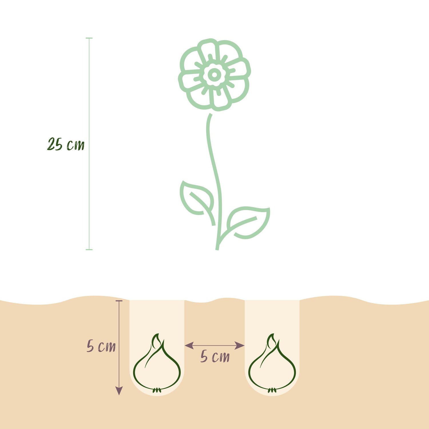 Blumenzwiebeln Eranthis Cilicica | 25 Stück Gelb – Zwiebelgröße 4/5 – XXL Pack
