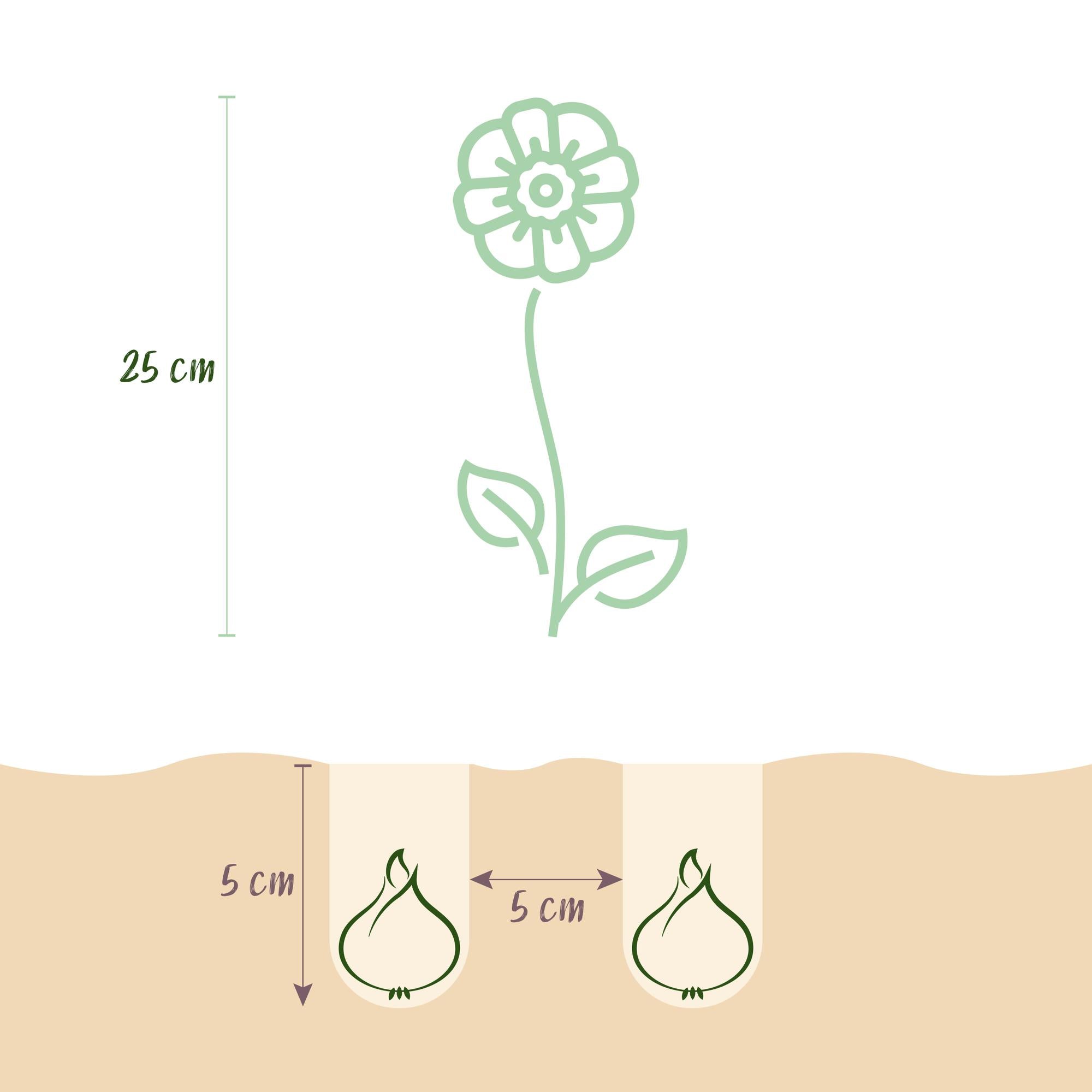 Blumenzwiebeln Eranthis Cilicica | 25 Stück Gelb – Zwiebelgröße 4/5 – XXL Pack
