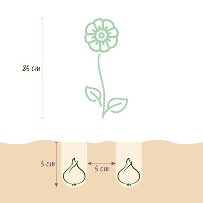 Blumenzwiebeln Eranthis Cilicica | 25 Stück Gelb – Zwiebelgröße 4/5 – XXL Pack