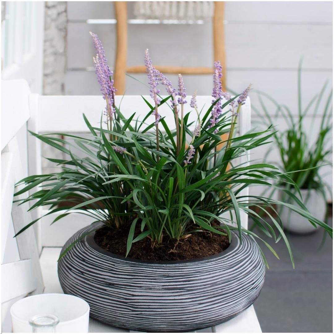Liriope muscari &