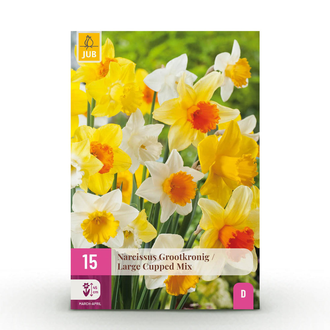 Blumenzwiebeln Narzisse Large Cupped Mix | 15 Stück Gelb &amp; Weiß – Zwiebelgröße 12/14 – XXL Pack