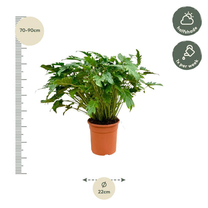 Philodendron Xanadu 80 cm | Tropische Zimmerpflanze im Ø27 cm Topf – Immergrün &amp; Pflegeleicht