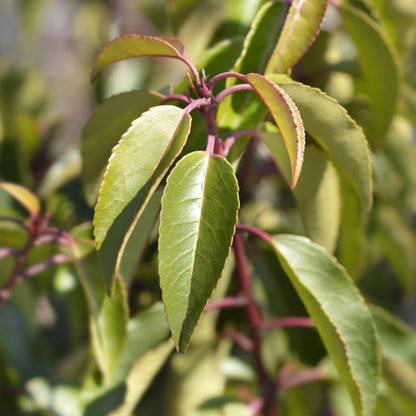 Heckenpflanzen - Prunus lusitanica Angustifolia - Blatt grün - 6 Pflanzen - 1 laufender Meter - immergrün - Topf 17cm Höhe 50cm
