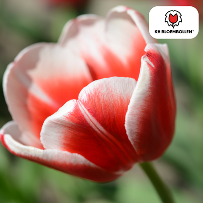 Candy Apple Delight Tulpen – 20 Zwiebeln | Rot-Weiße Frühlingspracht