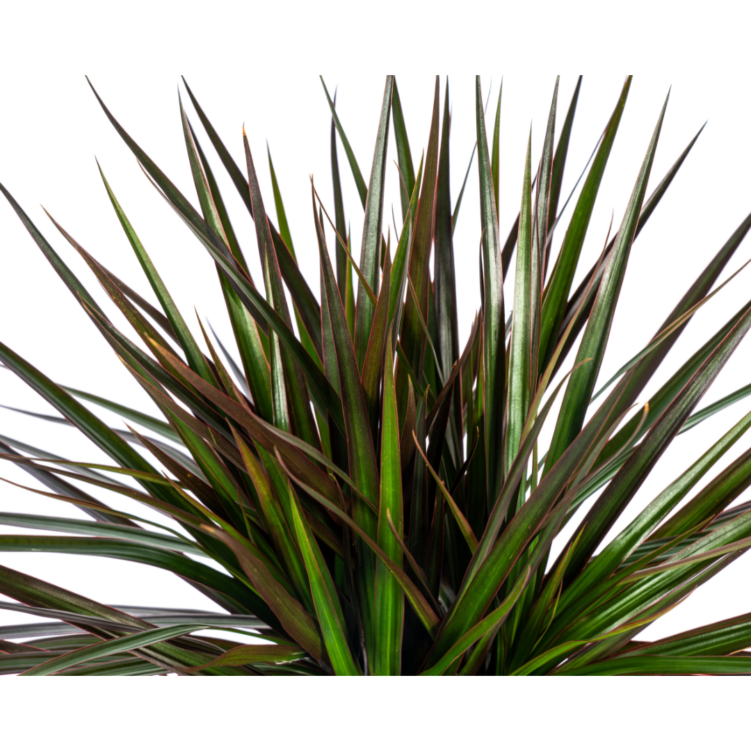 Dracaena marginata ‘Magenta’ – Exotische Zimmerpflanze