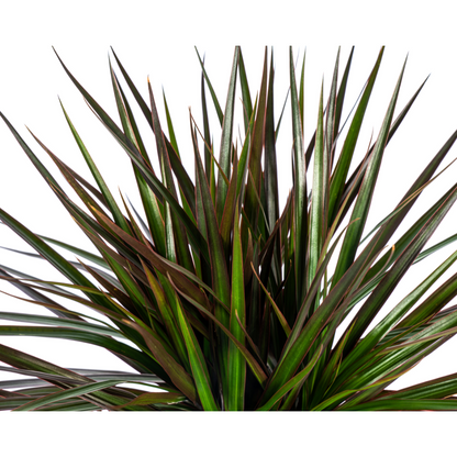 Dracaena marginata ‘Magenta’ – Exotische Zimmerpflanze
