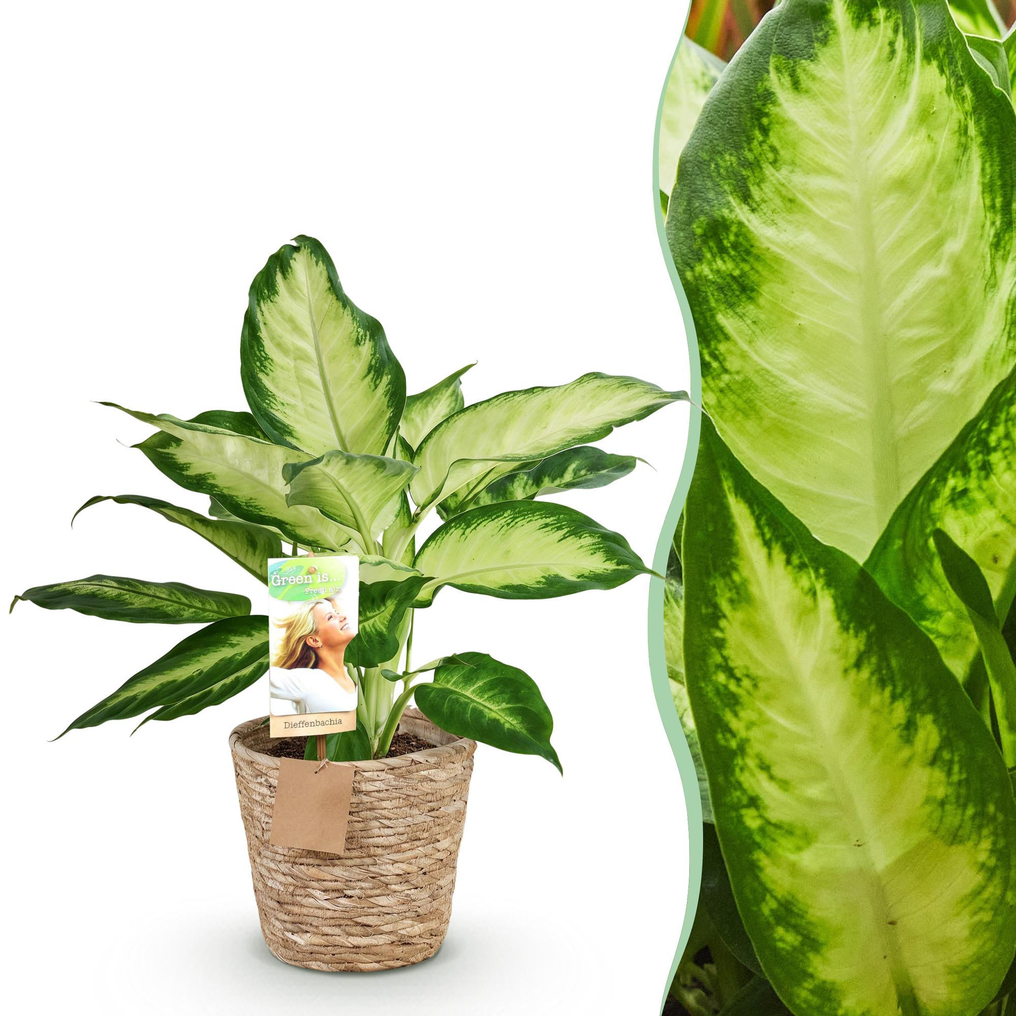 Diefenbachia Camilla - Dieffenbachia mit Korb - Höhe 45-50cm