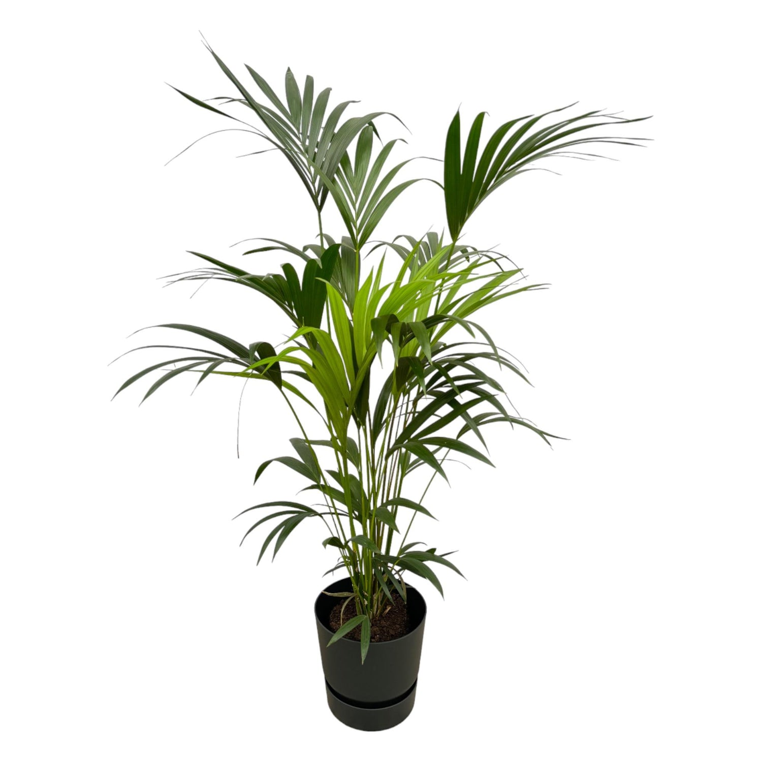 Kentia-Palme 160cm mit Topf – Elegante Zimmerpalme für stilvolles Grün