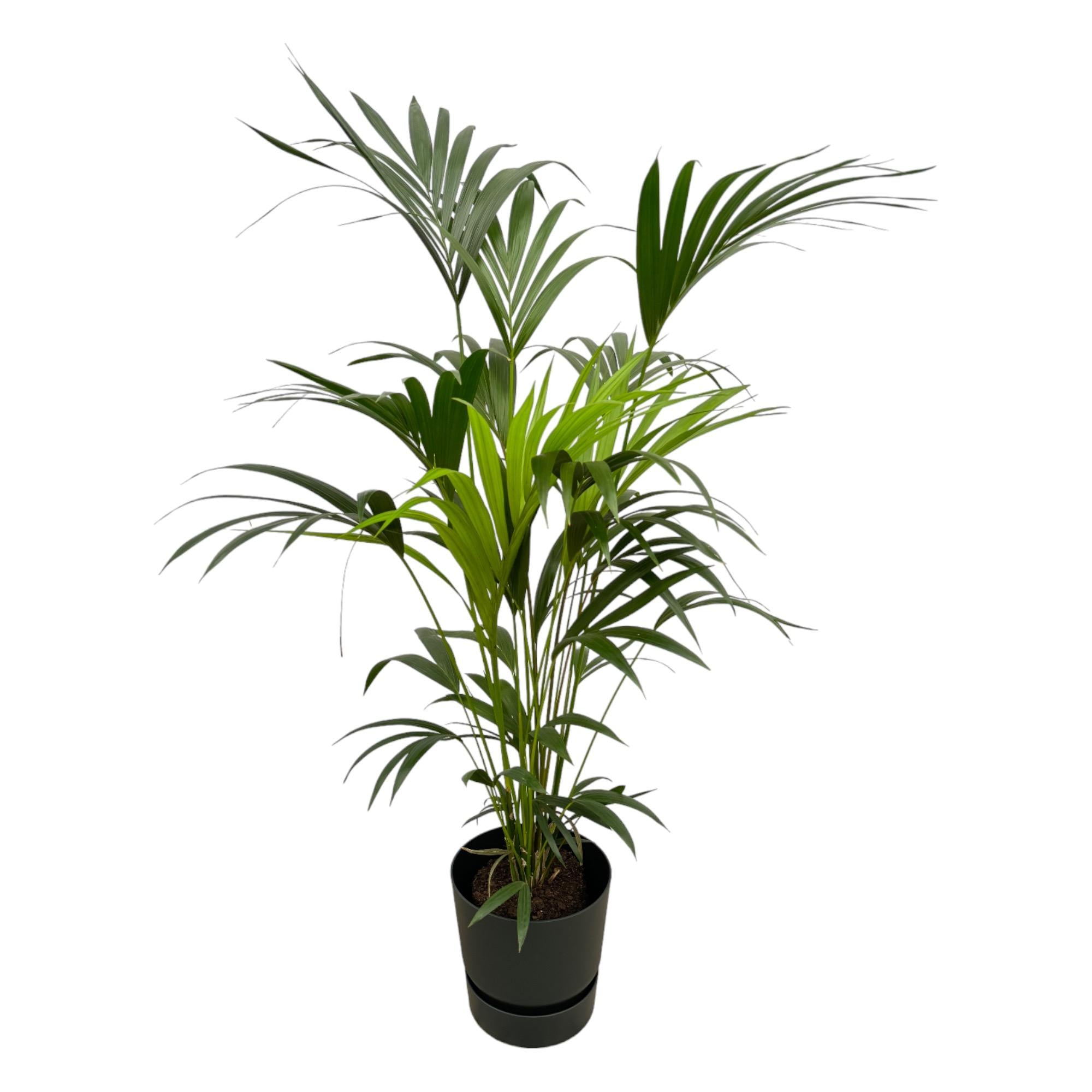 Kentia-Palme 160cm mit Topf – Elegante Zimmerpalme für stilvolles Grün