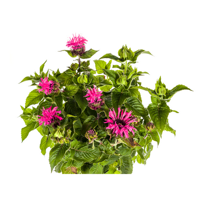 Indianernessel Monarda Didyma Pink Ø19cm - ↕45 - 60cm
